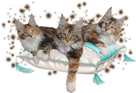 Available Maine Coon Kittens Oklahoma