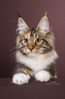 Available Maine Coon Kittens Oklahoma