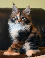 Available Maine Coon Kittens Oklahoma
