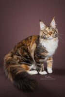 Available Maine Coon Kittens Oklahoma