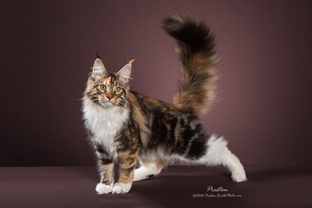 Available Maine Coon Kittens Oklahoma