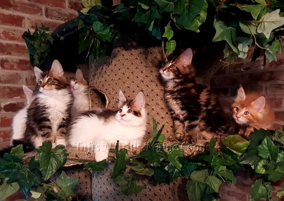 Available Maine Coon Kittens Oklahoma