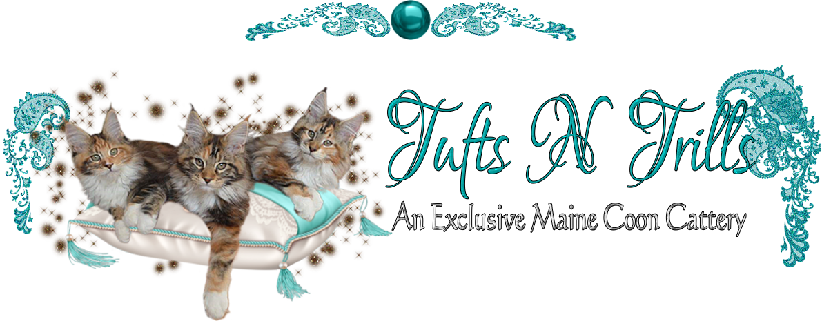 Tufts N Trills Maine Coons