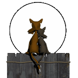 Available Maine Coon Kittens Oklahoma